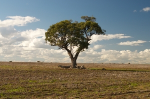 Lone tree in field - colour